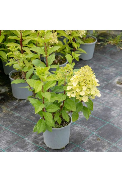 Гортензія Мохіто квітучий саджанець в контейнері